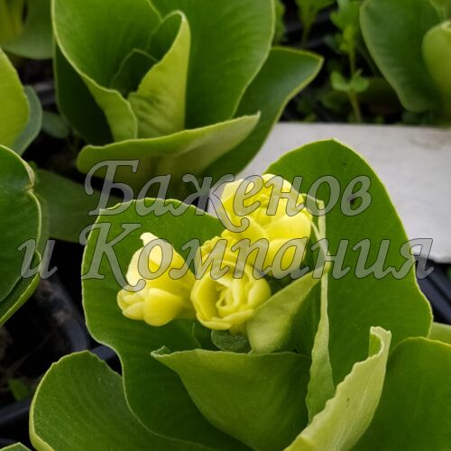 Примула P.auricula 'Fine' p11