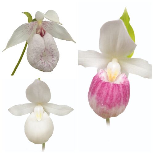 Garden Orchids. White р13