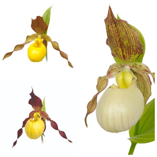 Венерин башмачок Garden Orchids. Yellow р12