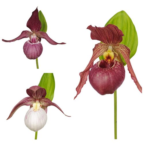 Garden Orchids. Pink р13