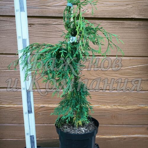 Туя Th.occidentalis 'Quebec Weeping' C3 70-80 см