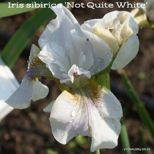 Ирис I.sibirica 'Not Quite White' p13