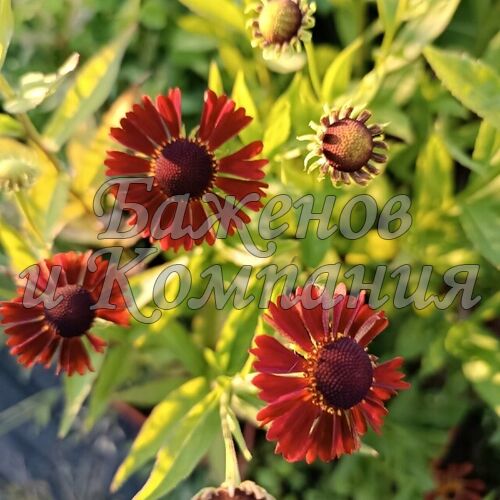 Гелениум Helenium 'Siesta' p13