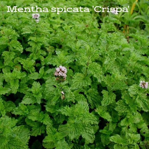 Мята M.spicata 'Crispa' p13