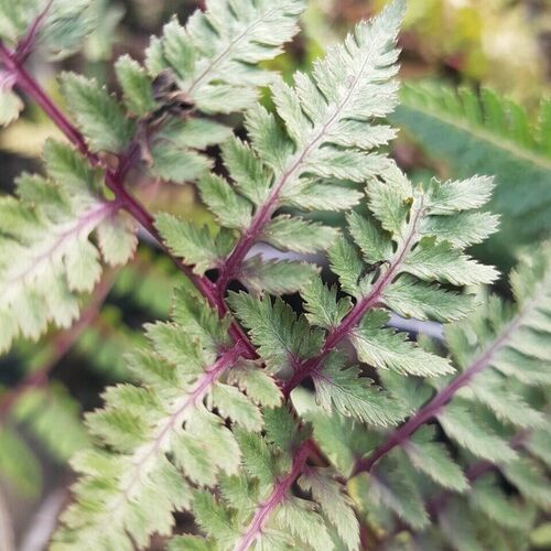 Кочедыжник A.niponicum 'Red Beauty' p13