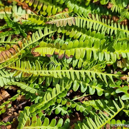 Дербянка Blechnum penna-marina p13