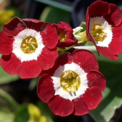 Примула P.auricula 'Basti' p9