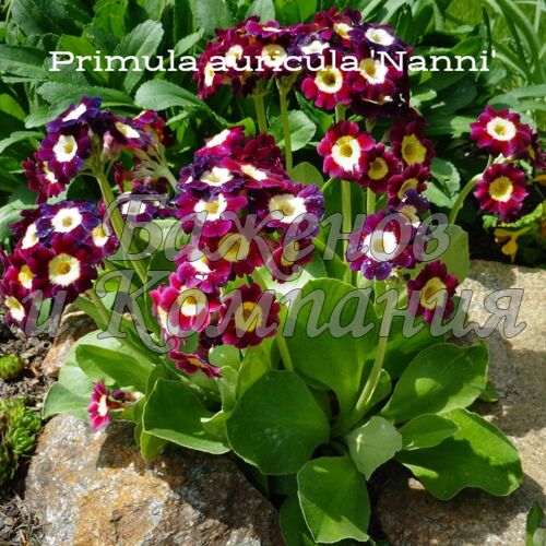 Примула P.auricula 'Nanni' p11