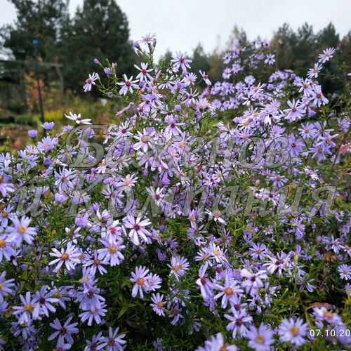 Астра A.cordifolius 'Little Carlow' p13