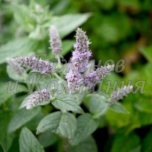 Мята длиннолистная 'Buddleia' р13