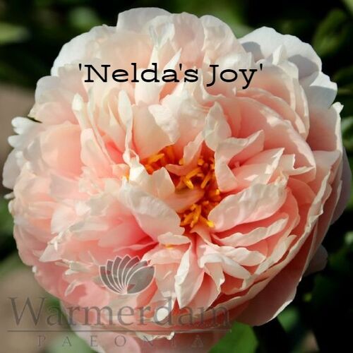 Пион P.’Nelda's Joy’ 3/5 почек C7.5