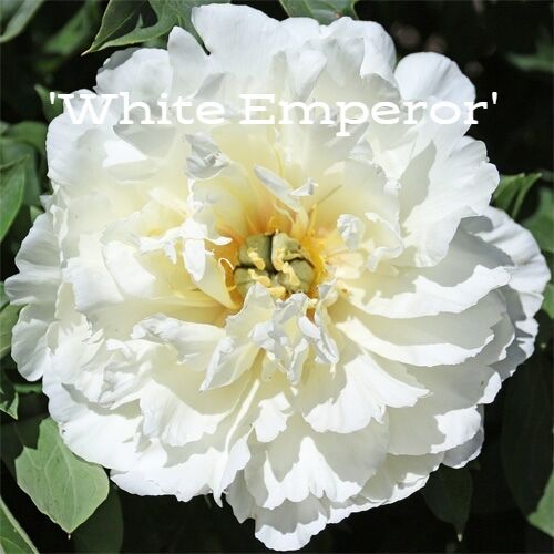 Пион P.’White Emperor’~ Itoh Hybrid 3/5 почек С10