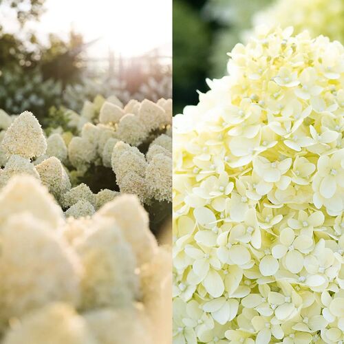 Гортензия H.paniculata Living 'Cotton Cream'® C5