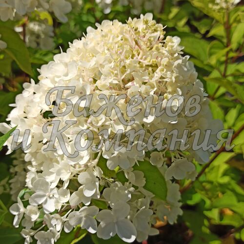 Гортензия H.paniculata Living 'Summer Snow' C5