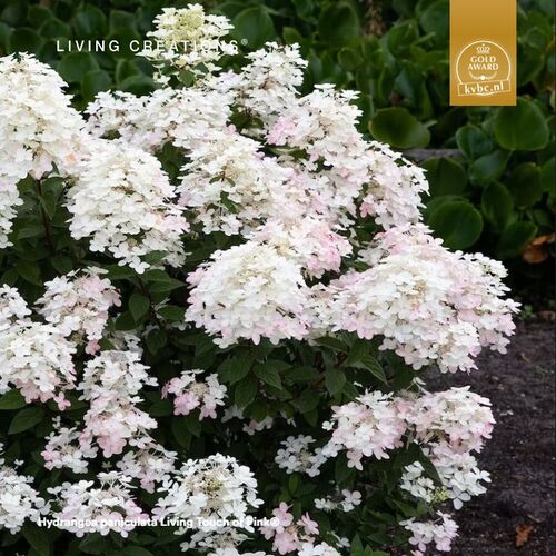 Гортензия H.paniculata Living 'Touch of Pink' C3