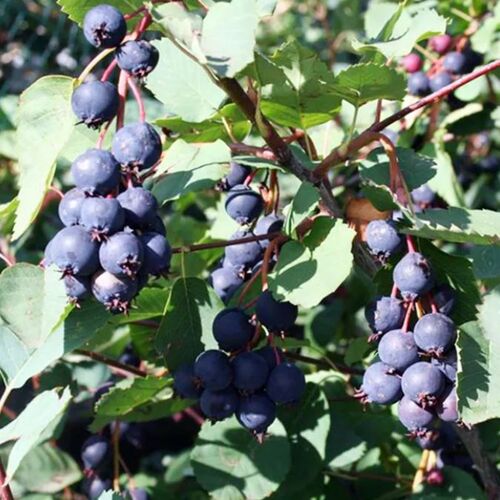 Ирга A.alnifolia Theissen'