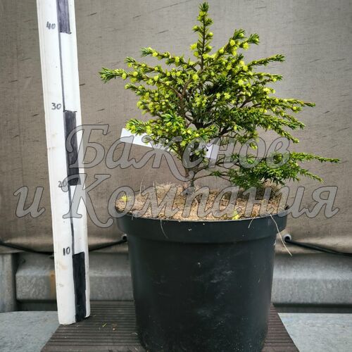 Тсуга T.canadensis 'Liberec Broom' С5 25/30