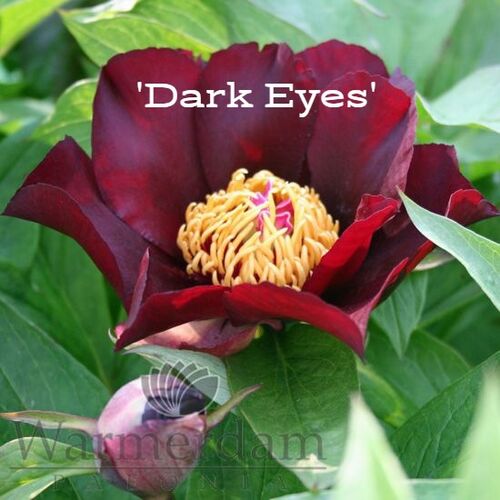 Пион P.'Dark Eyes' 3/5 почек C15