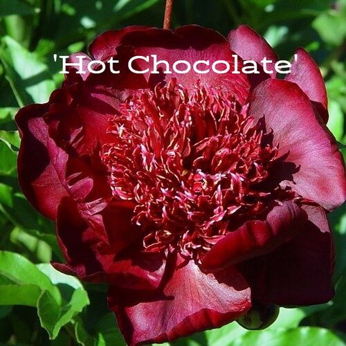 Пион P.'Hot Chocolate' 3/5 почек C10