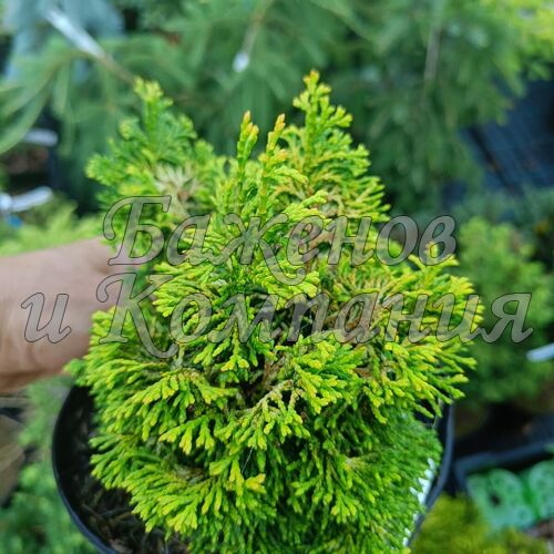 Кипарисовик C.obtusa 'Golden Nymph'